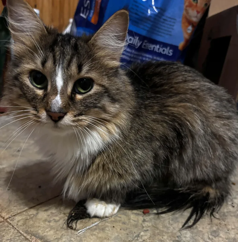 An adult medium-sized female Domestic Long Hair cat named Kiko for adoption in Okemah, OK