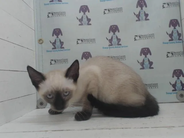 A baby small-sized male Siamese cat named Laith for adoption in Orlando, FL