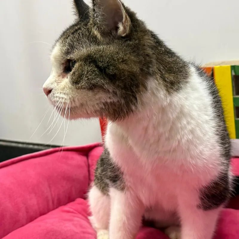 West Haven  Toes thumbnail 2