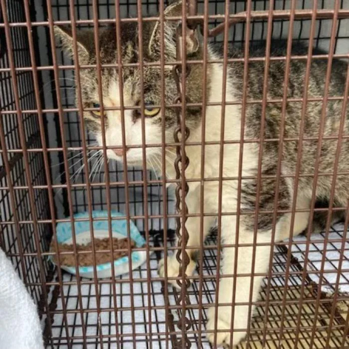 West Haven  Toes thumbnail 3