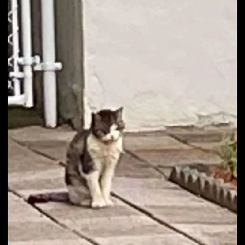 West Haven  Toes thumbnail 4