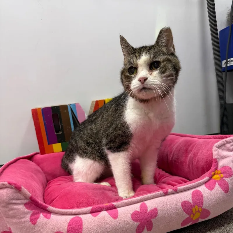 West Haven  Toes thumbnail 5