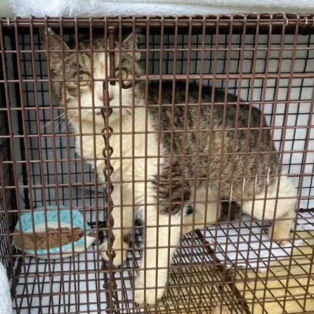 West Haven  Toes thumbnail 6