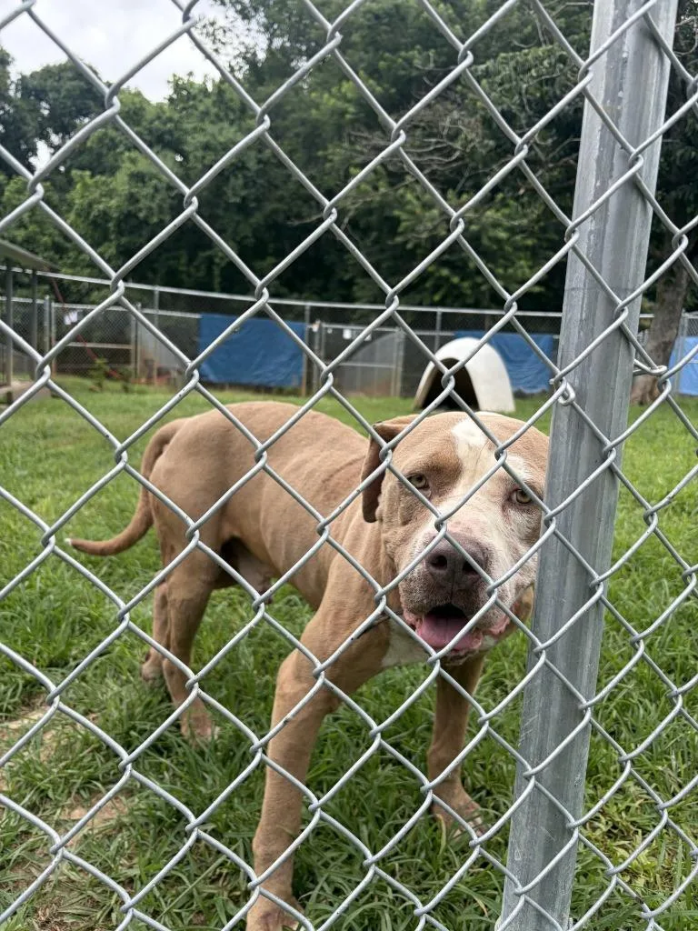An adult large-sized male Pit Bull Terrier dog named Thor for adoption in Lawrenceburg, TN