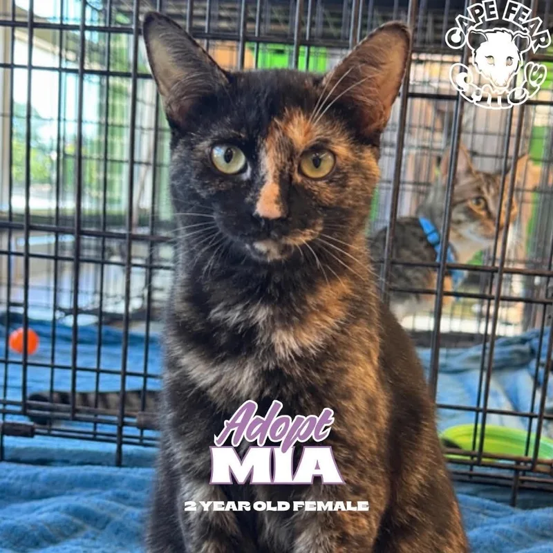 A young medium-sized female Tortoiseshell cat named Mia for adoption in Wilmington, NC