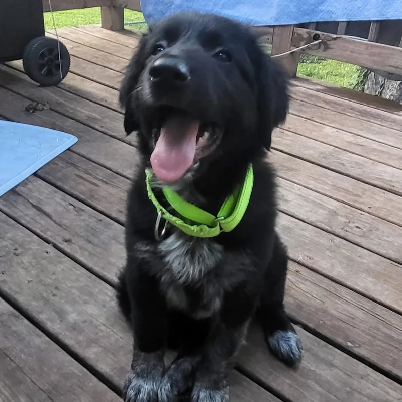 A baby large-sized female Black Mixed Breed dog named Parsnip for adoption in Olathe, KS