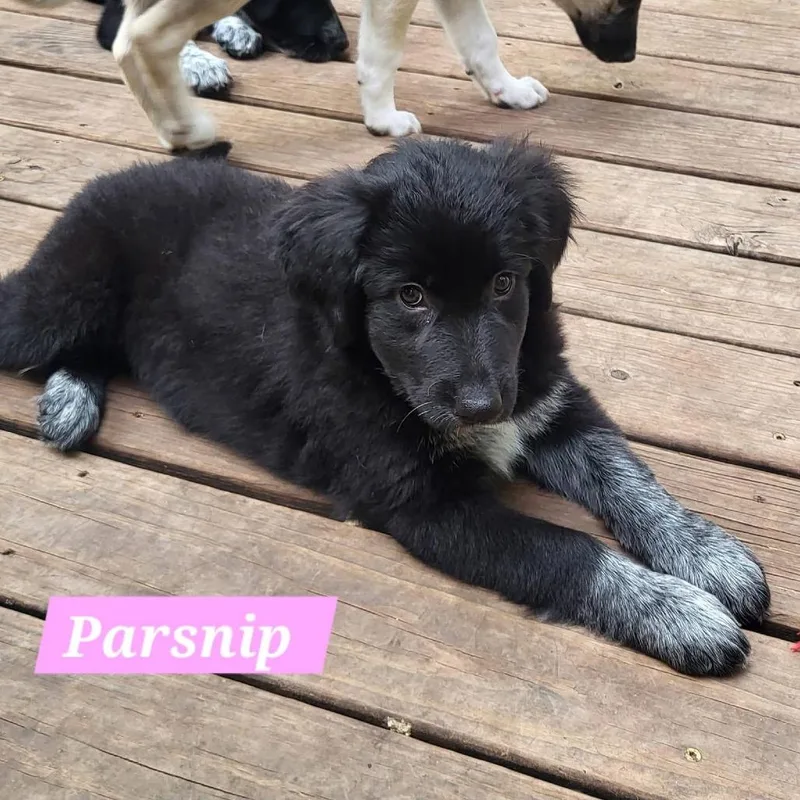 Parsnip thumbnail 2