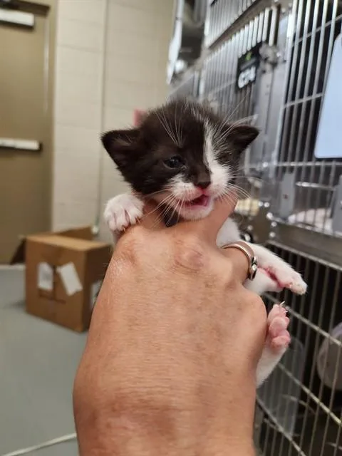 A baby medium-sized female Manx cat named Dixie for adoption in Huntsville, AL
