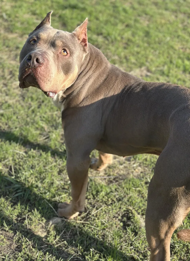 An adult large-sized male Yellow / Tan / Blond / Fawn American Bully dog named Leroy for adoption in Stafford, VA