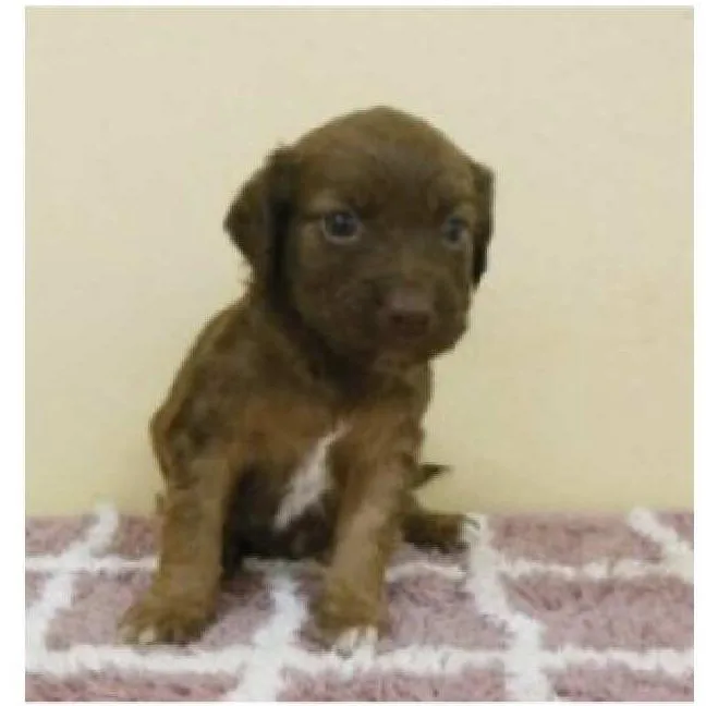 A baby small-sized male Brown / Chocolate Mixed Breed dog named Sawyer for adoption in Wilmington, DE