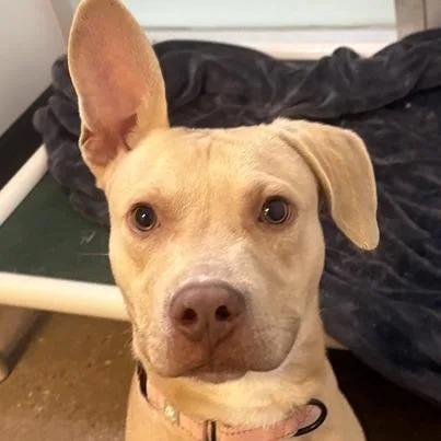 A young medium-sized male Mixed Breed dog named Pecan for adoption in Middletown, RI