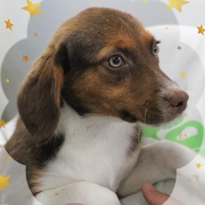 A baby medium-sized female Black Mixed Breed dog named Blossom for adoption in Amelia, OH
