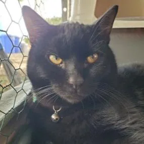 An adult small-sized male Black Domestic Short Hair cat named Kettlebell for adoption in Brea, CA