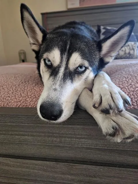 An adult large-sized female Siberian Husky dog named Fiona for adoption in Phoenix, AZ