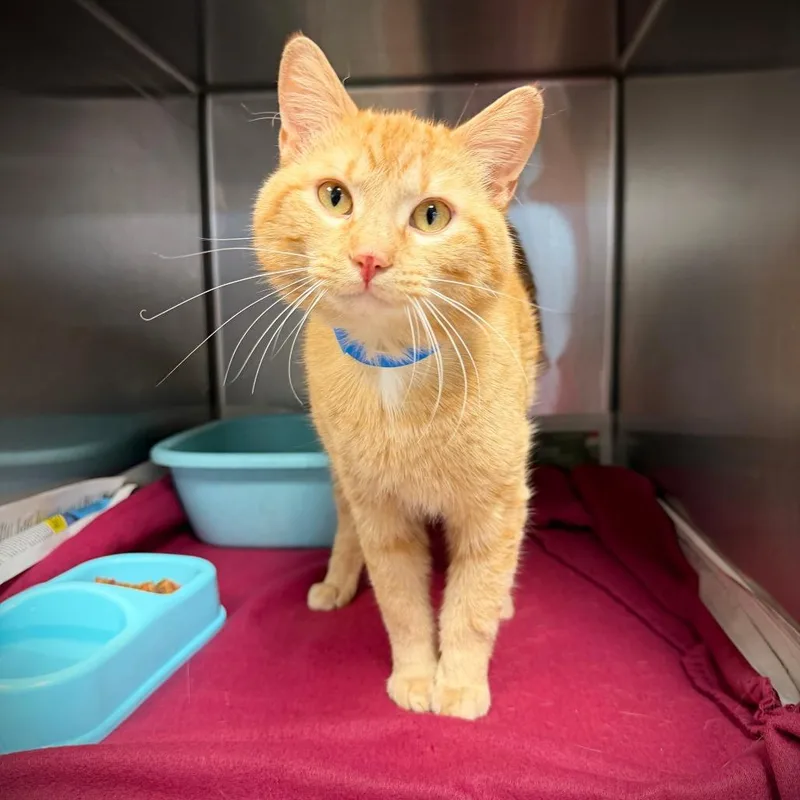 An adult medium-sized male Orange / Red Domestic Short Hair cat named Stewie for adoption in Ardmore, OK