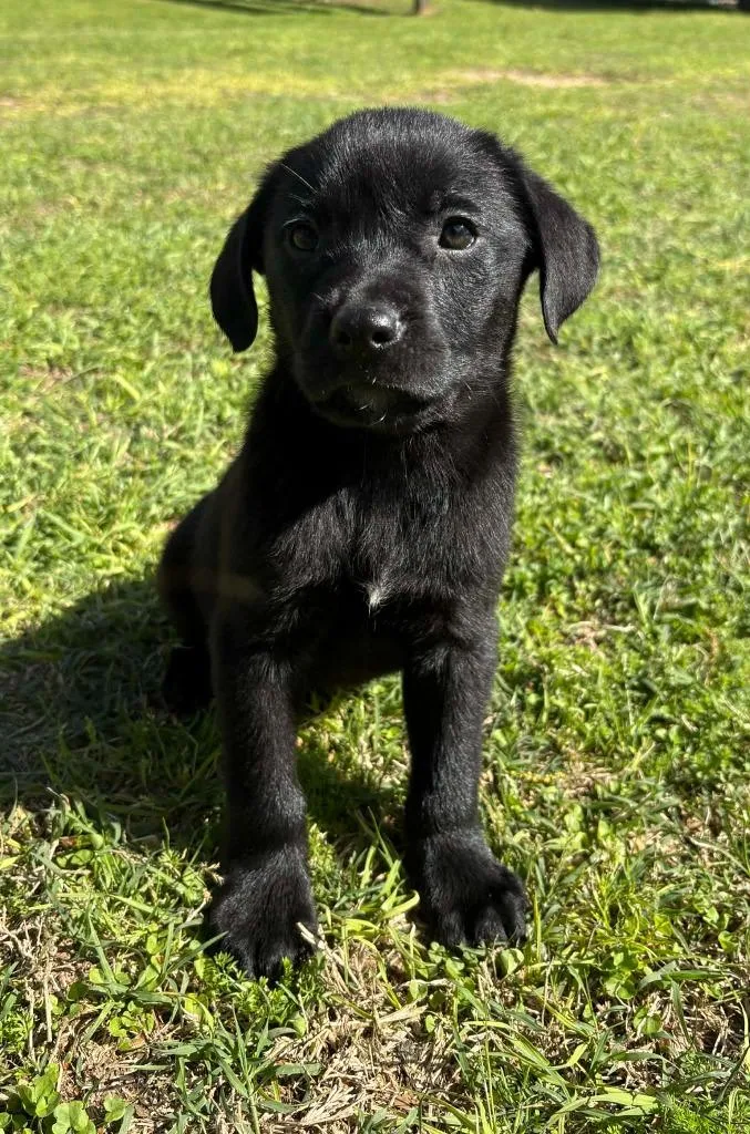 A baby medium-sized female Mixed Breed dog named Kiara for adoption in Fond Du Lac, WI