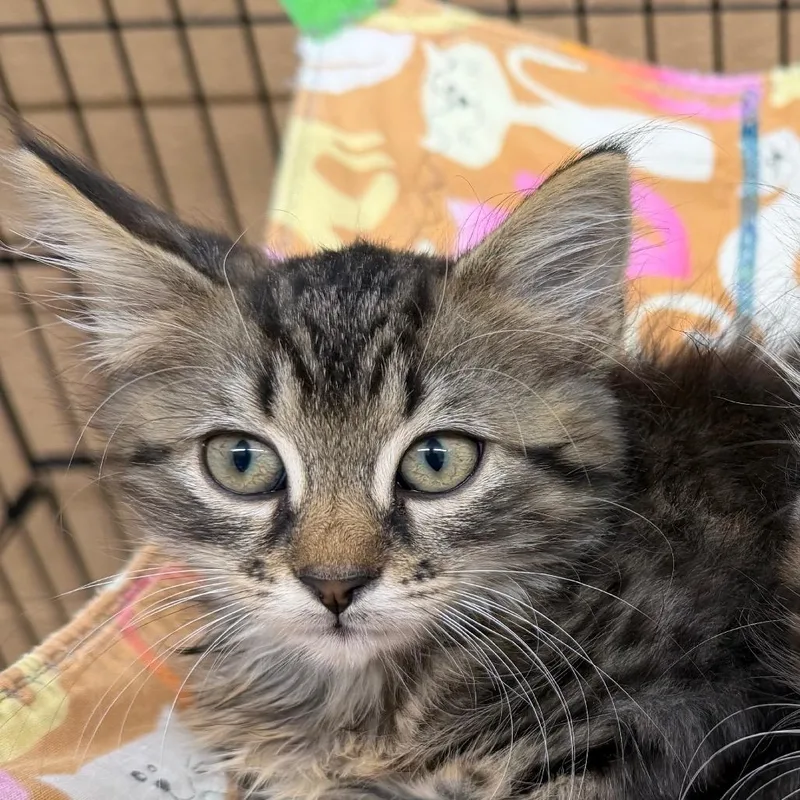 A baby small-sized female Gray / Blue / Silver Domestic Medium Hair cat named Vanessa for adoption in Newport, TN
