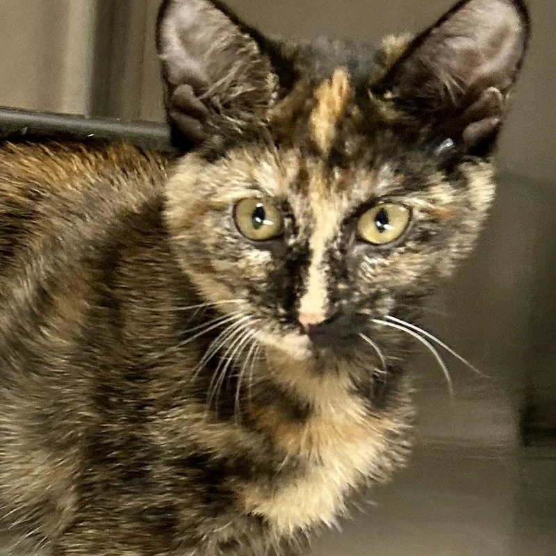 A baby small-sized female Tortoiseshell Domestic Short Hair cat named Darlin for adoption in Crestwood, MO