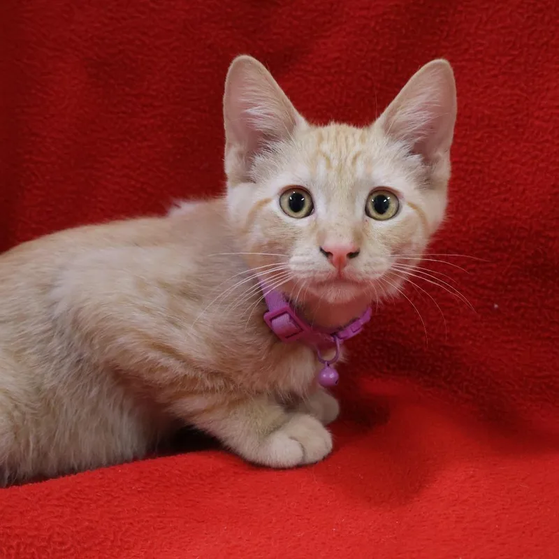 A baby small-sized male Orange / Red Domestic Short Hair cat named Po Po for adoption in Saint Charles, MO