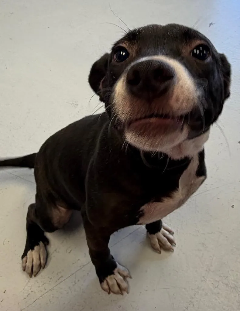 A baby medium-sized female Pit Bull Terrier dog named Babe for adoption in Greenwood, MS