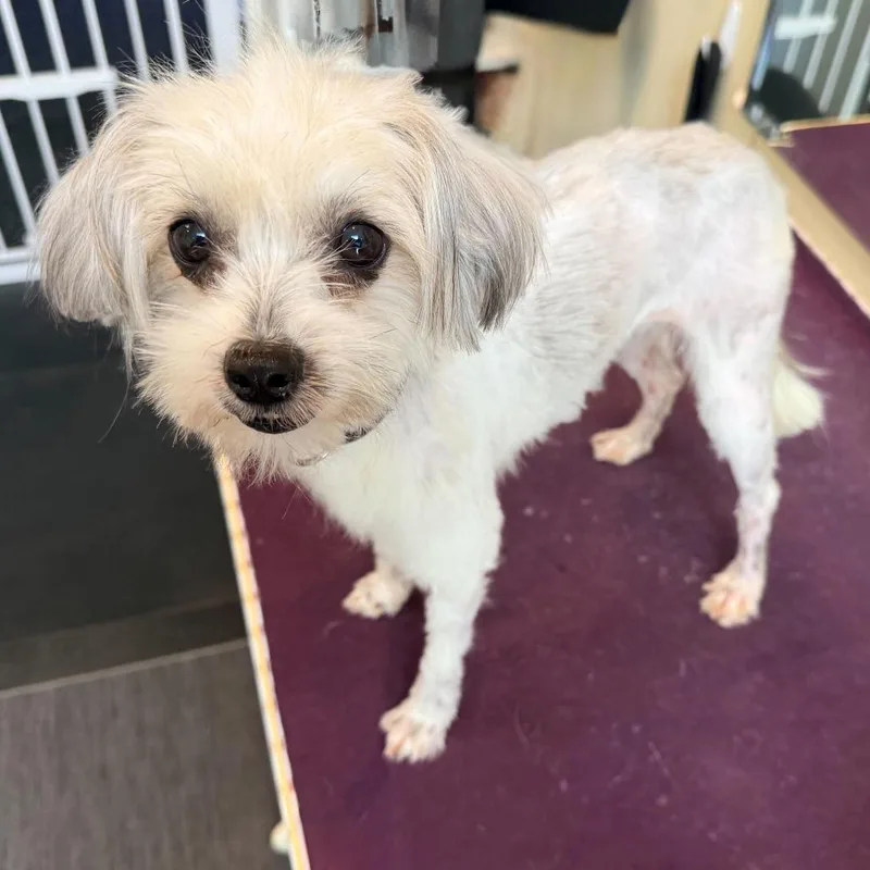 A young small-sized female White / Cream Mixed Breed dog named Holly for adoption in San Francisco, CA