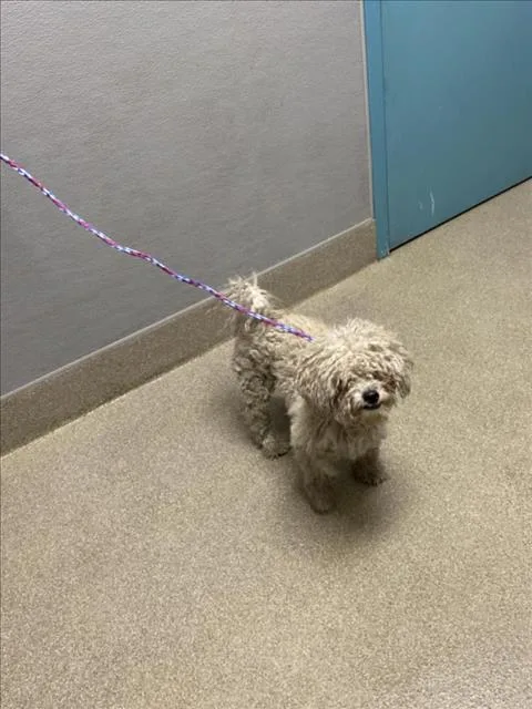 An adult small-sized male Poodle dog named Julio for adoption in Las Vegas, NV