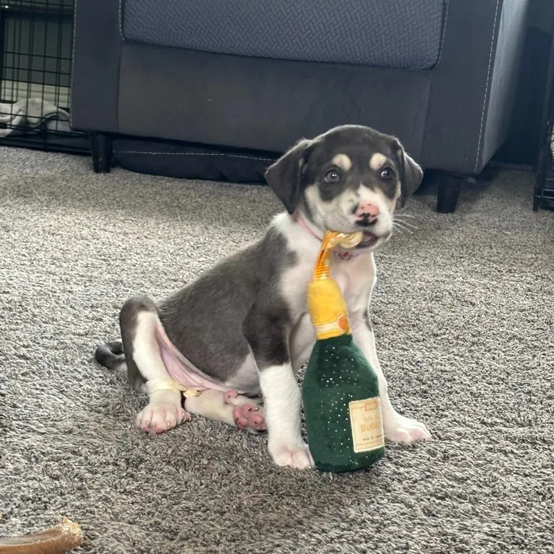 Tilly