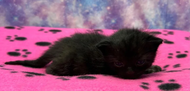 A baby small-sized male Domestic Short Hair cat named Flint for adoption in Washington Court House, OH