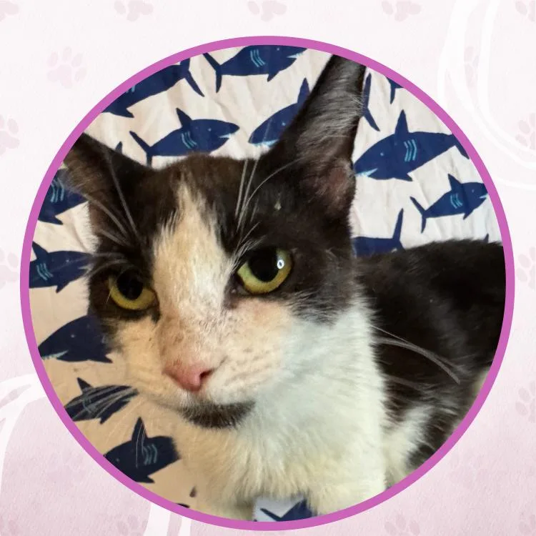 A baby medium-sized female Domestic Short Hair cat named Chelsea for adoption in Toms River, NJ