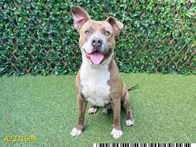 A young large-sized male Mixed Breed dog named Fredrick for adoption in West Palm Beach, FL