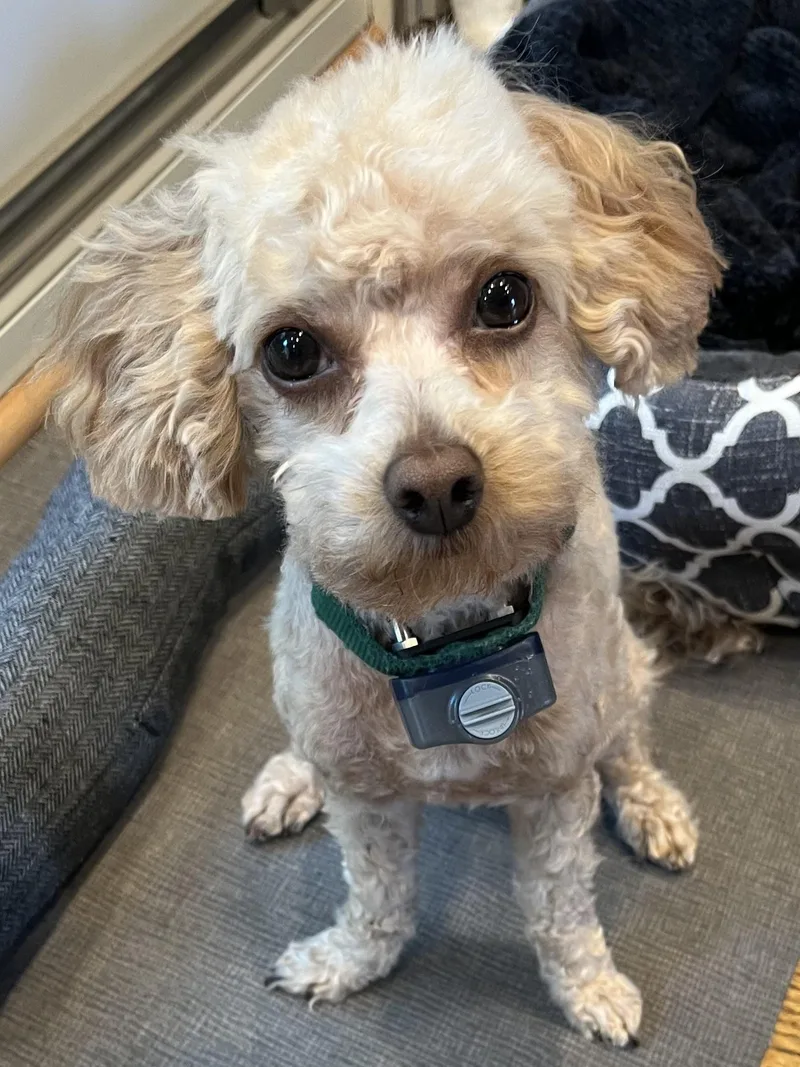 A young small-sized female Apricot / Beige Poodle (Toy) dog named Ginger for adoption in West Grove, PA