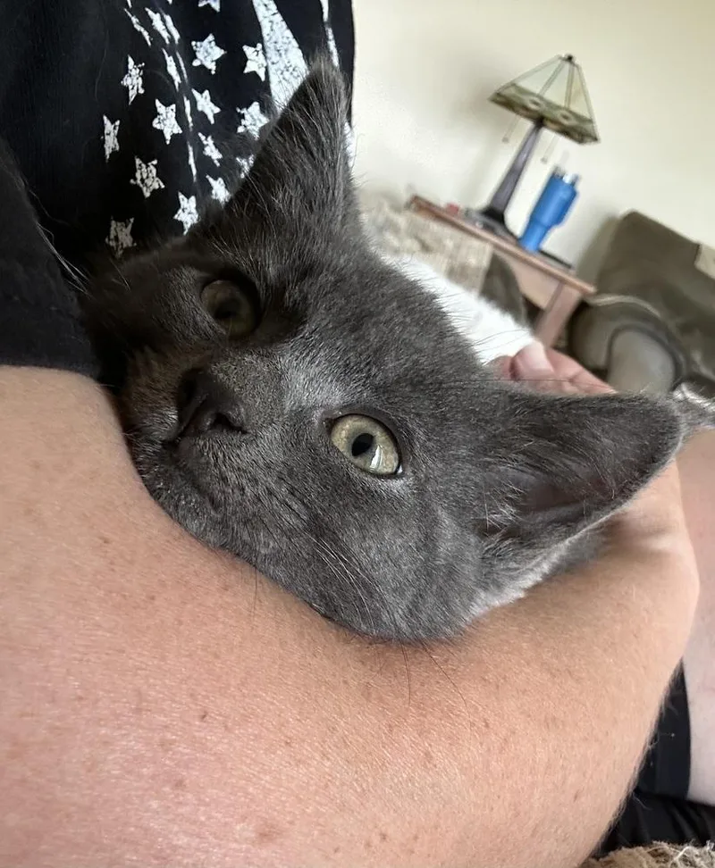 A baby medium-sized female Gray / Blue / Silver Domestic Short Hair cat named Wasabi for adoption in Clinton Township, MI
