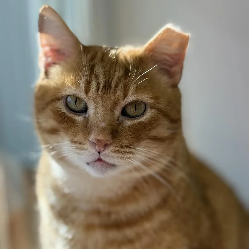 A senior medium-sized male Orange / Red Domestic Short Hair cat named Marmalade for adoption in Bensalem, PA