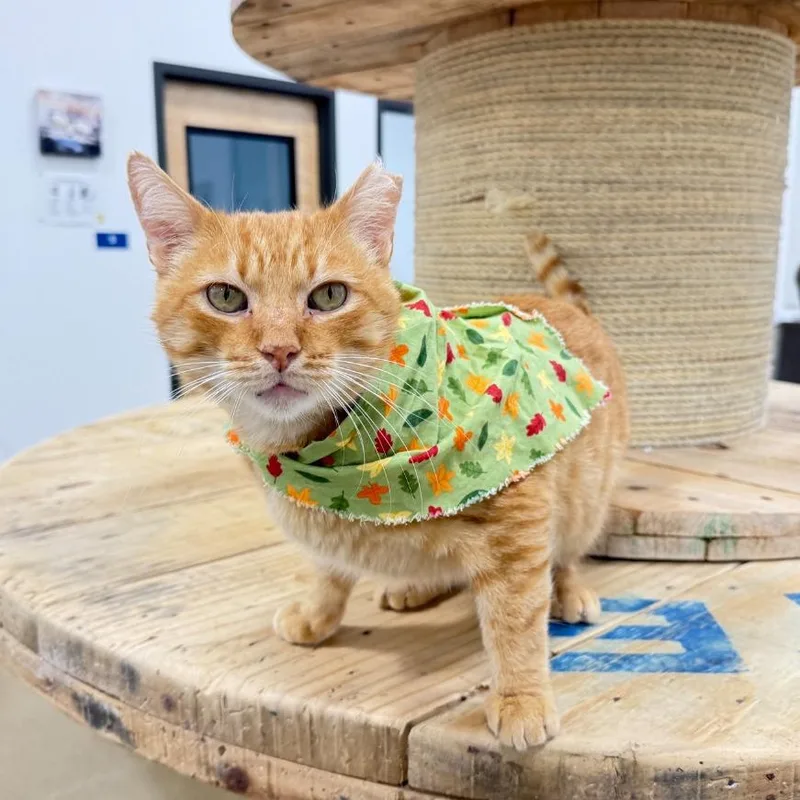 Marmalade thumbnail 2