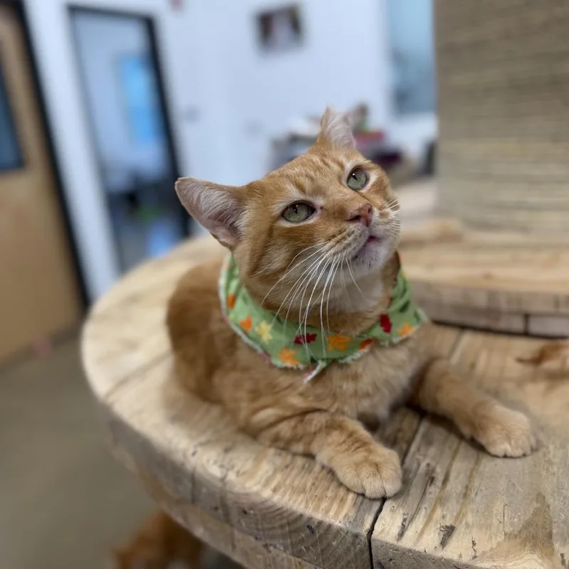 Marmalade thumbnail 3