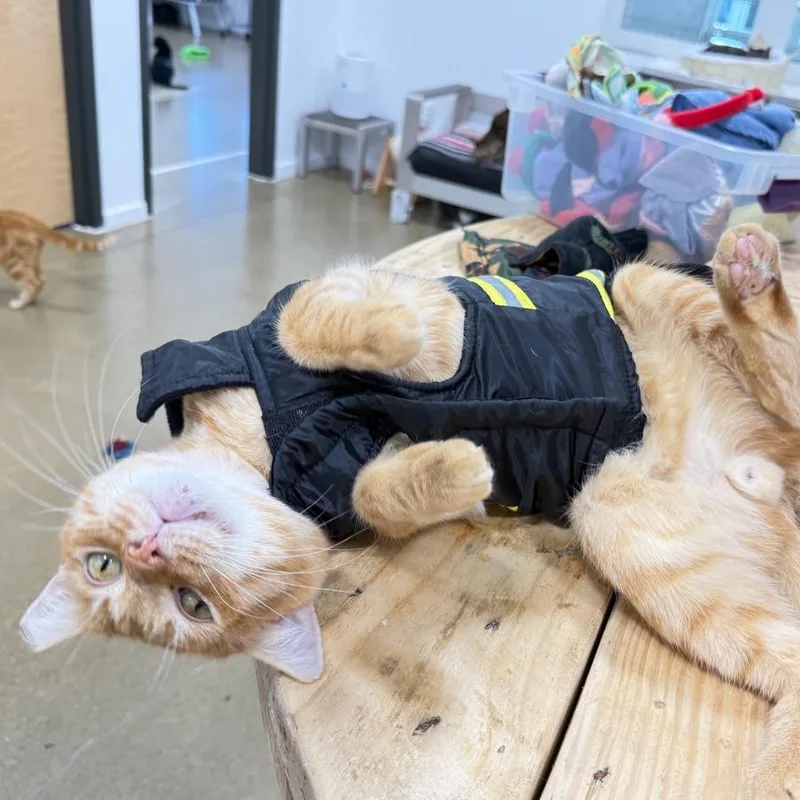 Marmalade thumbnail 4