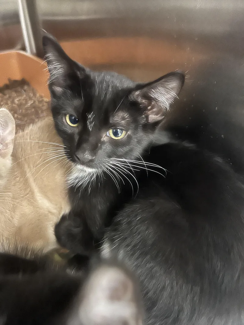 A baby small-sized male Domestic Short Hair cat named Crunchwrap for adoption in Chico, CA
