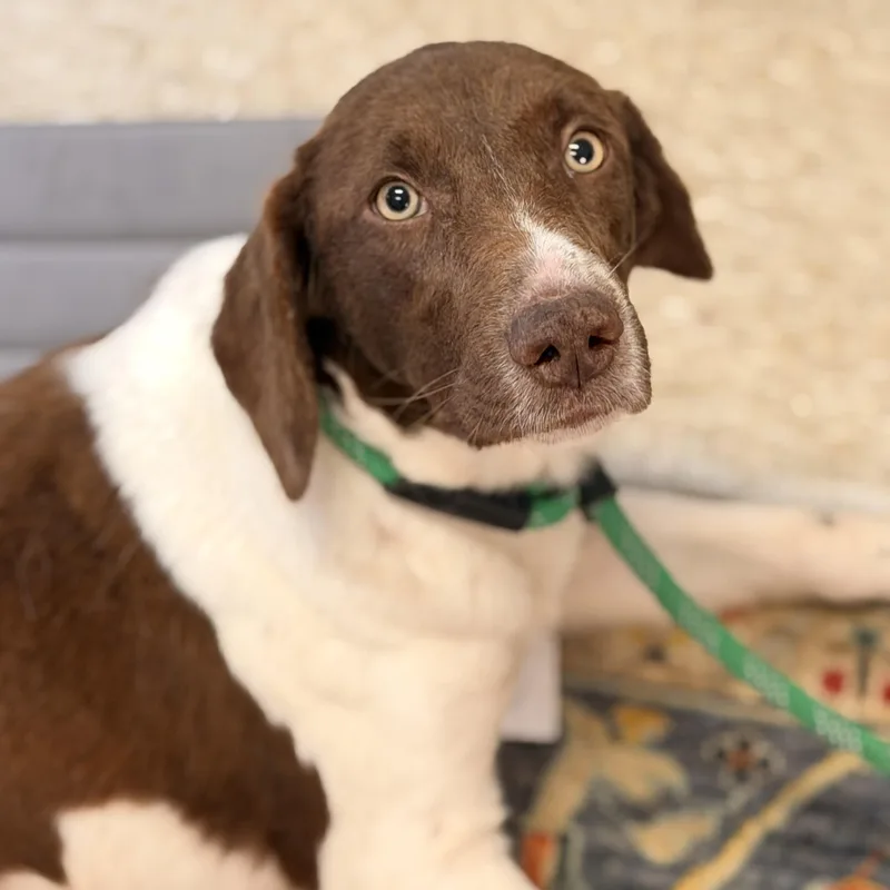 A young medium-sized female White / Cream Pointer dog named Lady Godiva for adoption in Meherrin, VA