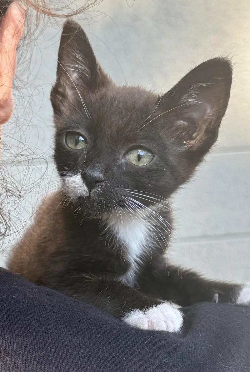 A baby medium-sized male Black & White / Tuxedo Domestic Short Hair cat named Ichabod for adoption in Los Alamitos, CA