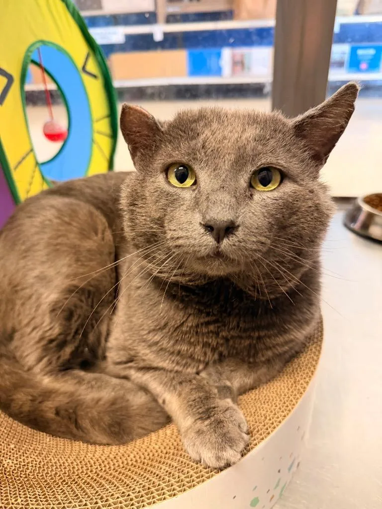 An adult large-sized male Domestic Short Hair cat named Thickie Boy for adoption in Thousand Oaks, CA