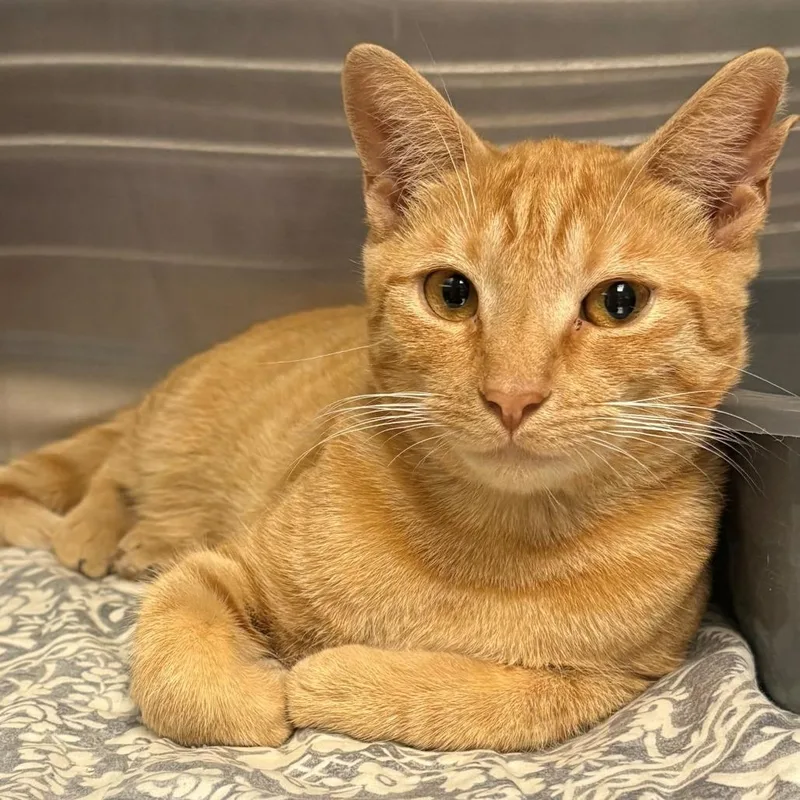 A young medium-sized male Orange / Red Domestic Short Hair cat named Notorious C.A.T. for adoption in East Hanover, NJ