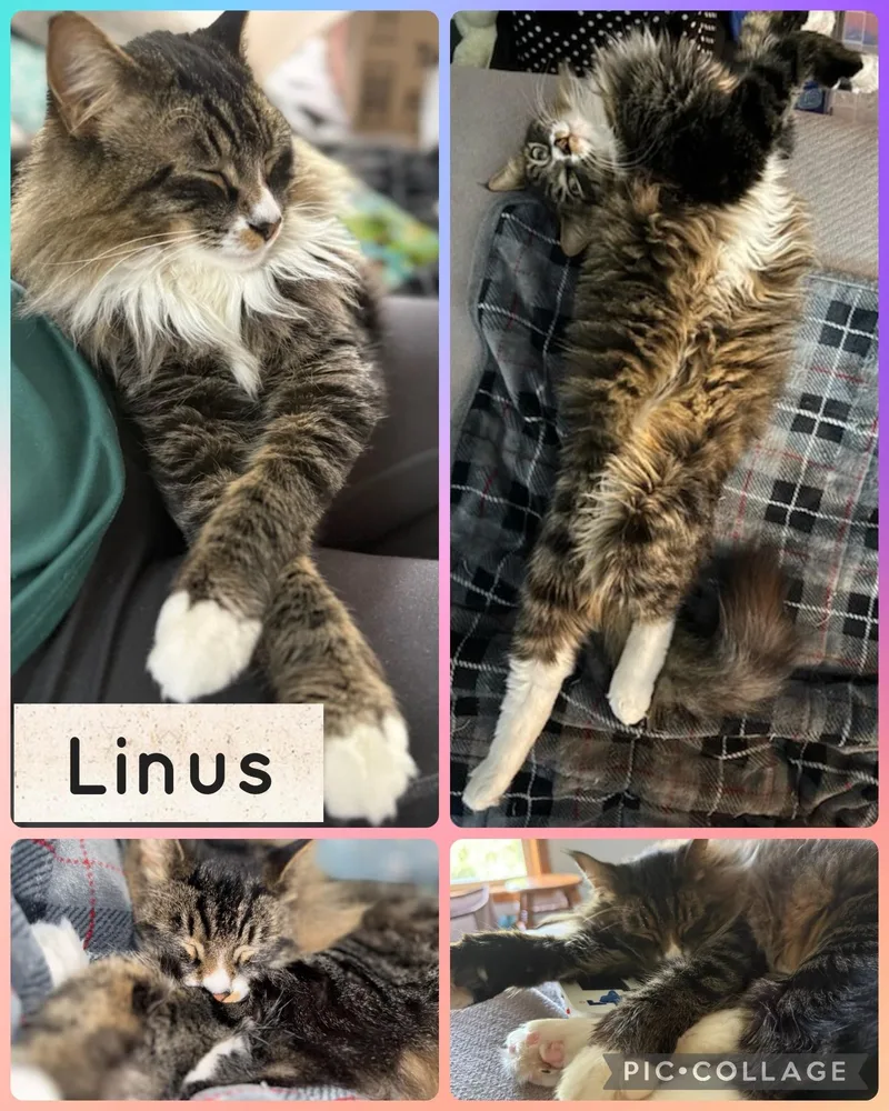 A young medium-sized male Tabby (Buff / Tan / Fawn) Domestic Short Hair cat named Linus for adoption in Newberg, OR