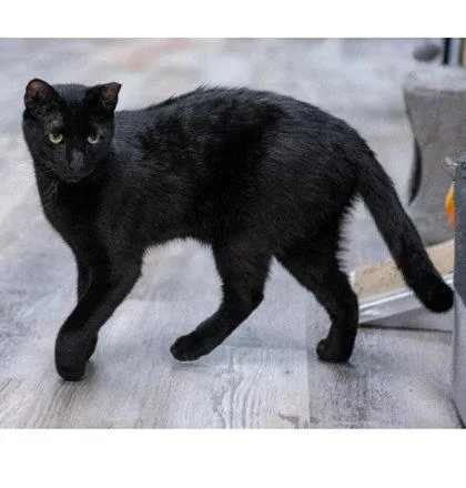 An adult medium-sized male Domestic Short Hair cat named Jersey Kershaw for adoption in Hudson, MA