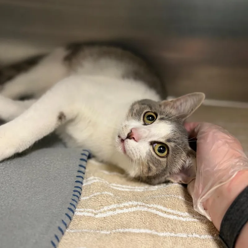 A baby medium-sized male Gray / Blue / Silver Domestic Short Hair cat named Zamboni for adoption in Milan, IL