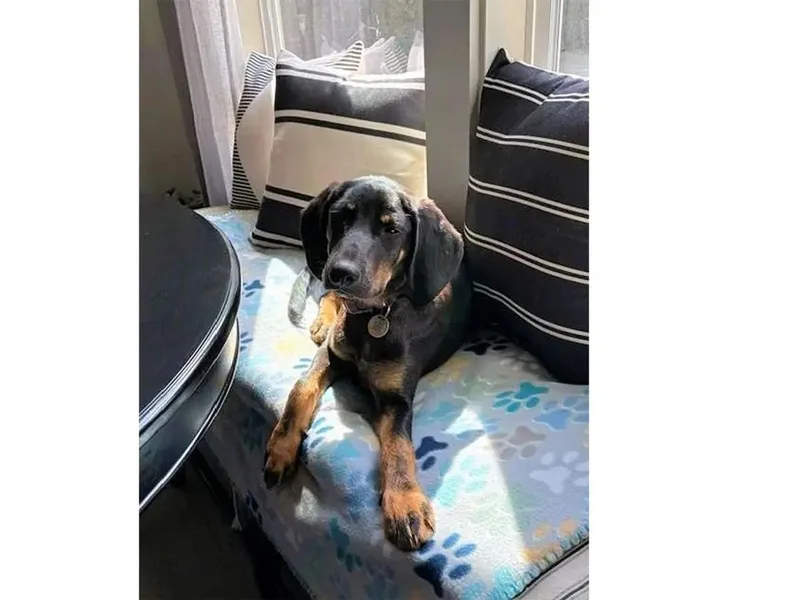 A baby large-sized female Black and Tan Coonhound dog named Passion for adoption in Leawood, KS