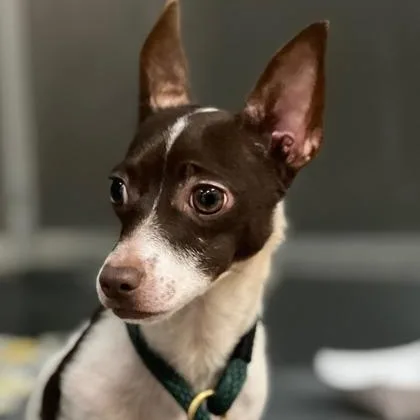 An adult small-sized male Chihuahua dog named Tyko for adoption in Philadelphia, PA