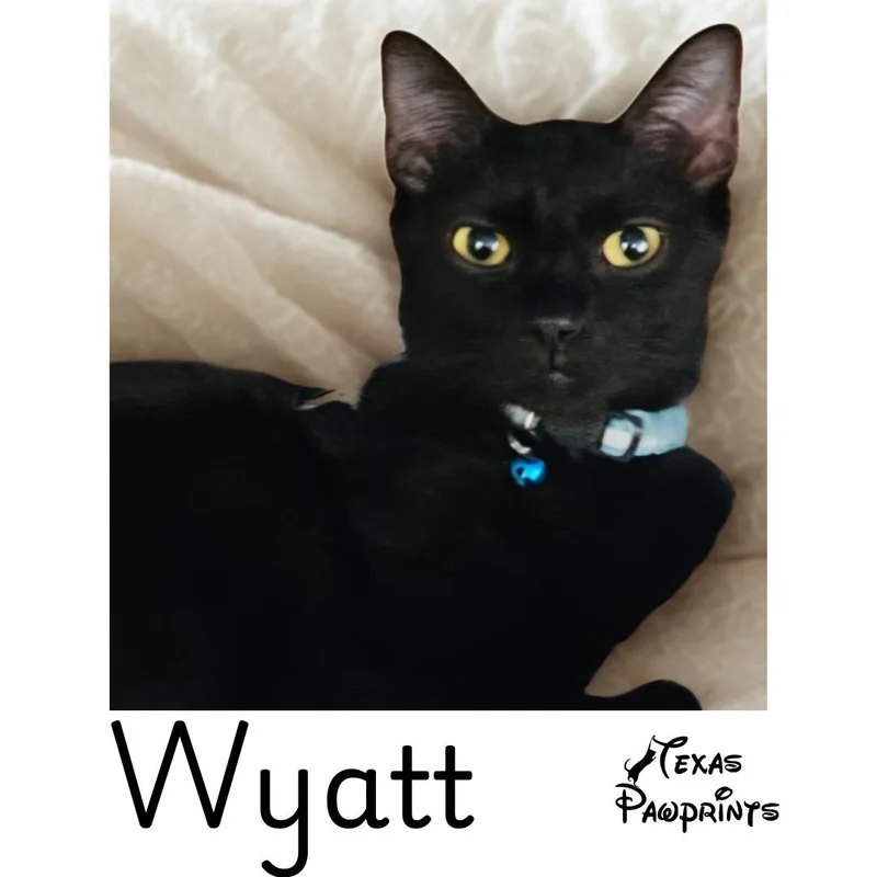A young medium-sized male Black Domestic Short Hair cat named Wyatt for adoption in Dallas, TX