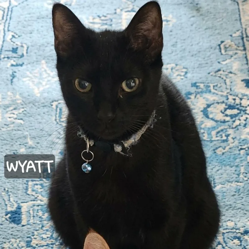 Wyatt thumbnail 2