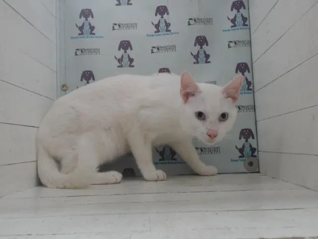 Snowball