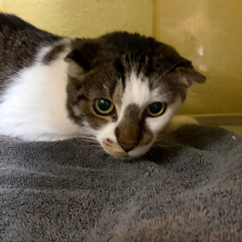 An adult medium-sized female Brown / Chocolate Domestic Short Hair cat named Lady Bug for adoption in West Olive, MI